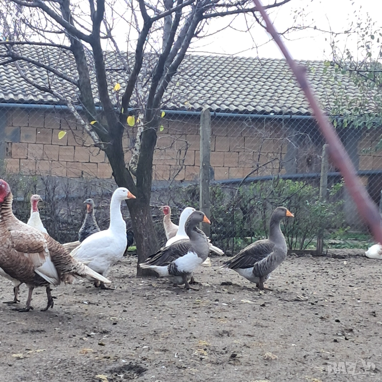 Зайци белгийски великани мъжки, пуйки и гъски, снимка 1