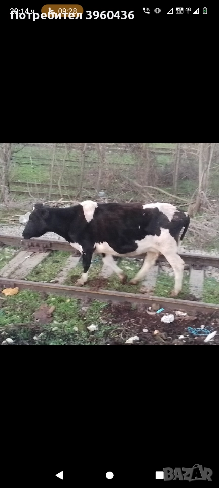 продавам крава, снимка 1