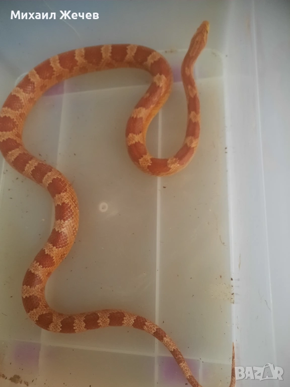 Продавам царевичен смок, снимка 1