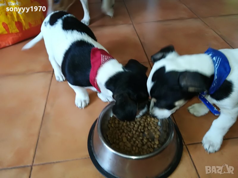 сладко кученце 2804221904, снимка 1