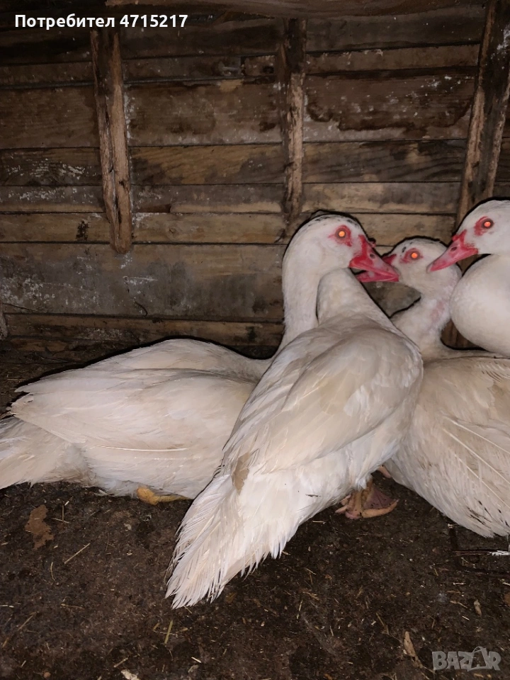 Глухонеми юрдечки , снимка 1