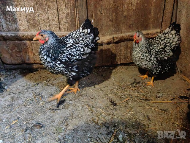 Яйца от Виандот сребърен и гсг , снимка 8 - Кокошки и пуйки - 40390678