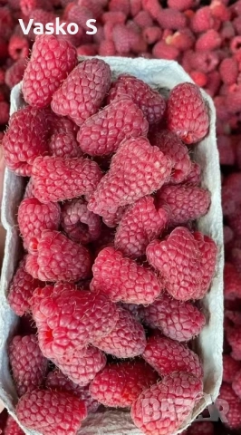 🍓🌱 Разсад ягоди и малини – подбрани сортове  Зимаме поръчки и неделя и събота     🍓 ЯГОДИ: 0.30€ , снимка 2 - Секции и витрини - 53566134