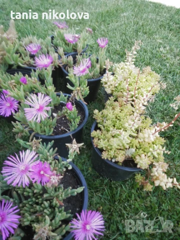  Дебелец  и седум, снимка 2 - Градински цветя и растения - 50743765