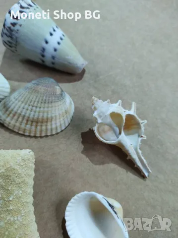  Океански дарове., снимка 2 - Други ценни предмети - 48936295