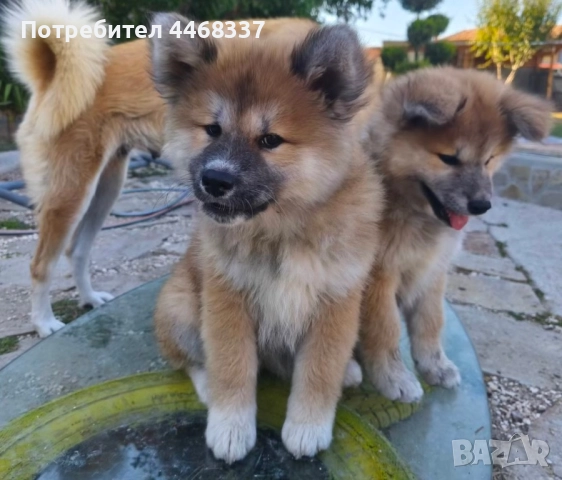 Бебета Акита Ину, снимка 5 - Акита ину - 51787723