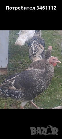 продавам млади пуйки пуяци , снимка 3 - Кокошки и пуйки - 52891459