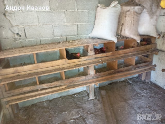 Яйца от домашни свободни кокошки за консумация и за разплод., снимка 16 - други­ - 35785868