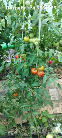 продавам 3 оранжерии 80 кв.м., снимка 12 - Оранжерии - 51869001