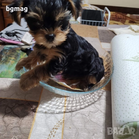 Йоркширски териер мини йорки., снимка 4 - Йоркширски териер - 51929023