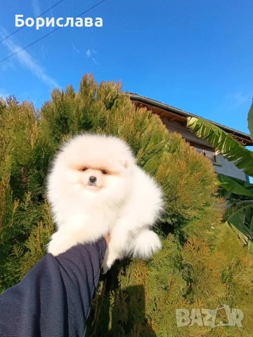 Момченца померани търсят любящи стопани , снимка 5 - Померан - 52790691