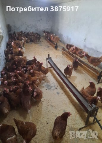 продавам кокошки носачки за яйца, снимка 2 - Кокошки и пуйки - 43646085
