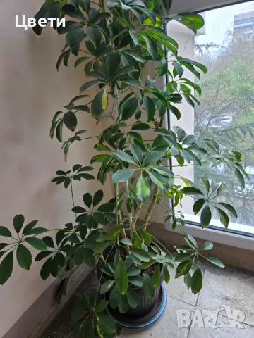 Шафлера 1.25см. , 70лв.