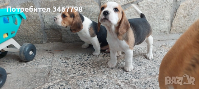 Бигъл малки кучета