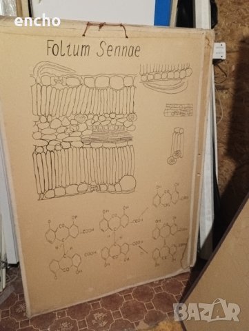 Ботанически растения плакати , снимка 9 - Антикварни и старинни предмети - 40667557