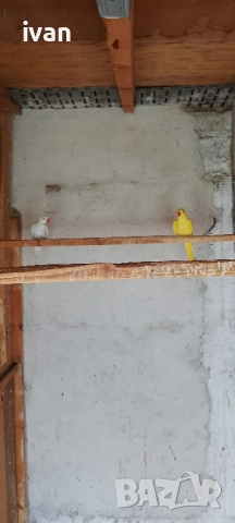 Малък Александър , снимка 3 - Папагали - 52476371