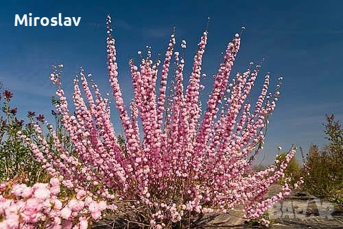 Бадем (Prunus dulcis)-150-160см., снимка 7 - Градински цветя и растения - 52372480