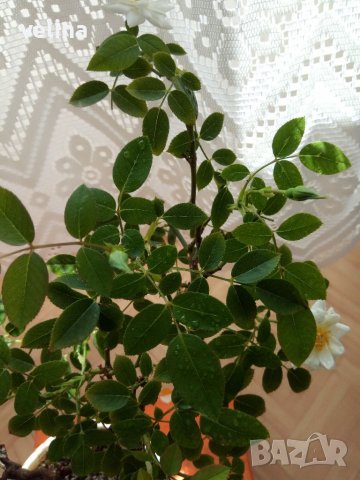 Бяла мини розичка, снимка 2 - Стайни растения - 37304867