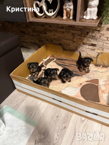 Мини йоркширски териер, снимка 4 - Йоркширски териер - 52559740