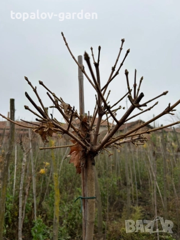 Acer platanoides Globosum Кълбовиден Шестил Явор (присадка) , снимка 2 - Градински цветя и растения - 52584547