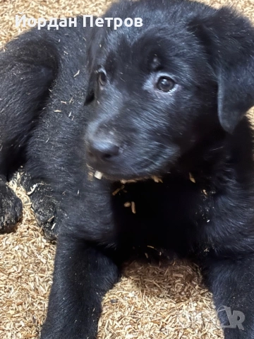 Голдан ретривър и немска овчарка, снимка 10 - Немска овчарка - 53596497