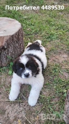 Сертифициран Развъдник продава българско овчарско куче / каракачанка, снимка 8 - Каракачанска овчарка - 50499590