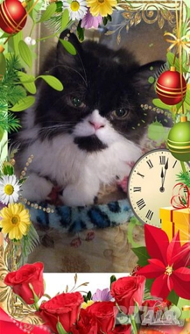  Ваксинирани персийски дългокосмести многоцветни принцове,ЕС паспорт,микрочип домашни любимци!, снимка 12 - Персийска - 37675567