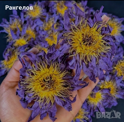 СИН ЛОТУС (синя водна лилия, Blue Lotus, Nymphaea caerulea) изсушен, снимка 2 - Други - 44846346