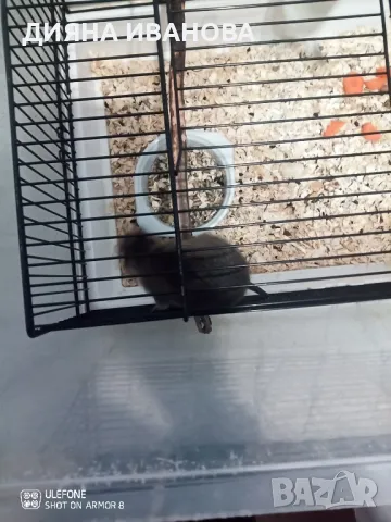 КАТЕРИЧКИ ДЕГУ, снимка 13 - Морски свинчета - 48394568