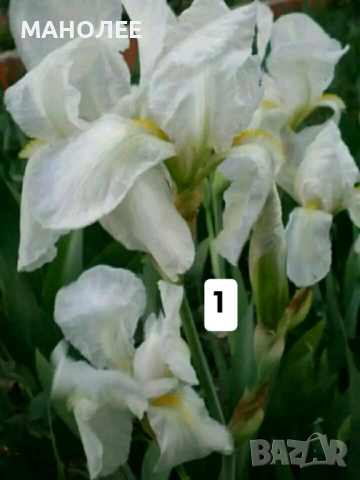 Цветя - 10 НЕЗАСАДЕНИ КОРЕНА В ЕДИН ПАКЕТ /видове по избор/ ЗА 20 ЛВ., снимка 2 - Градински цветя и растения - 51626278