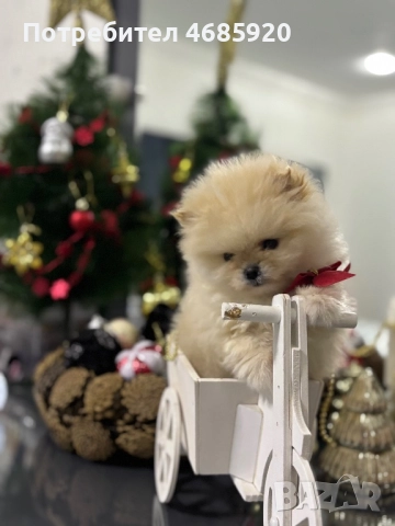 Pomeran, снимка 2 - Померан - 52828189