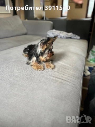 Йоркширски териер