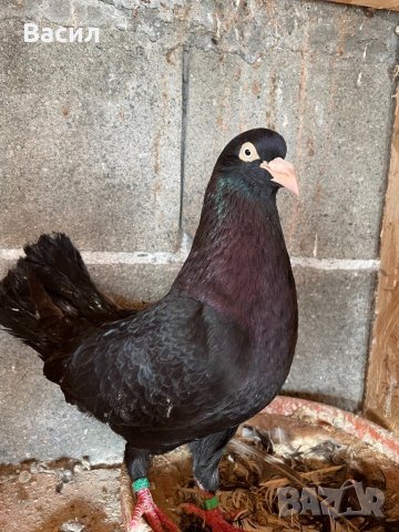 донеци.акмани, снимка 2 - Гълъби - 21606640