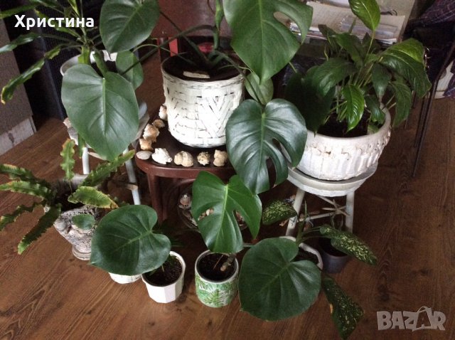 Много цветя-алое ,алпийска роза и др., снимка 1