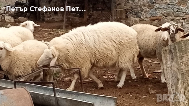 Асаф. Коч на едно мърлило., снимка 2 - Овце - 53178136