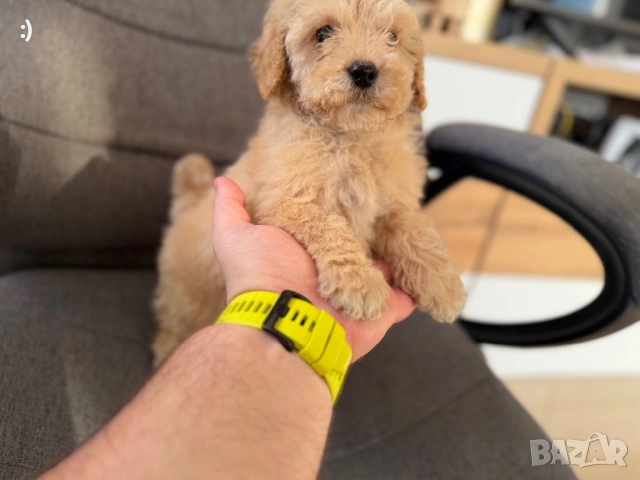 Мини Пудели Актуално от 16.1.2026, снимка 3 - Пудели - 52971791