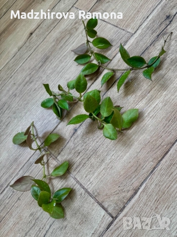 Hoya sunrise , снимка 2 - Стайни растения - 52598207