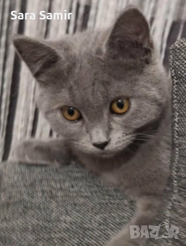 Британка 5 месеца, снимка 3 - Британска късокосместа - 53318777