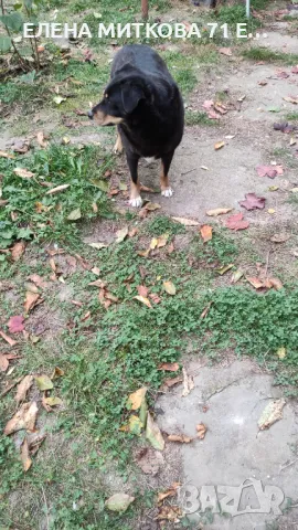 Подарявам уникално куче, снимка 9 - Други - 22184631