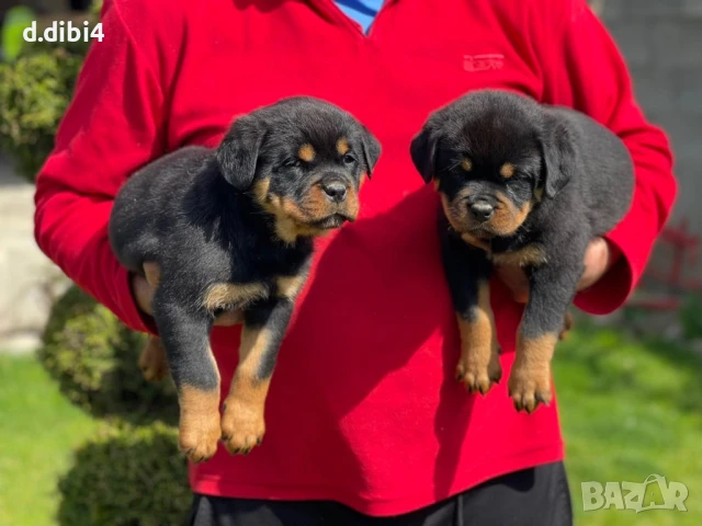 Ротвайлери , снимка 8 - Ротвайлер - 51151737