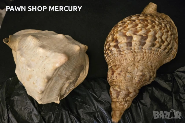 Продавам големи океански рапани , снимка 9 - Декорация за дома - 51267598