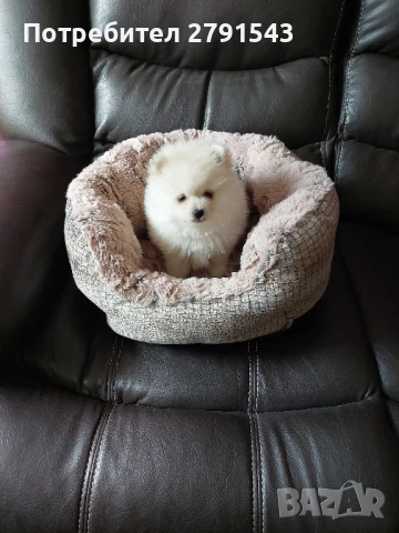 померан  момче , снимка 1