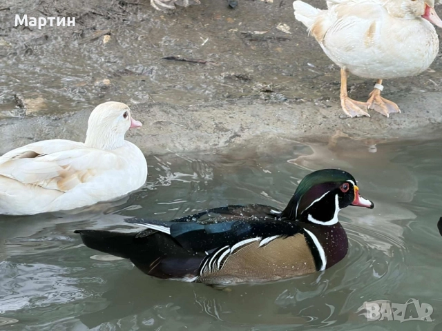 Патици Каролинки , снимка 4 - други­ - 51497214