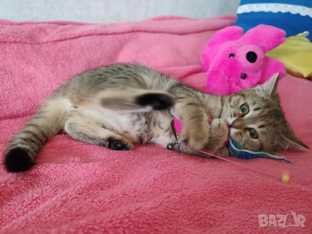 Женско, британско котенце, коте златно таби, BRI ny 24, британска котка, снимка 6 - Британска късокосместа - 53147846