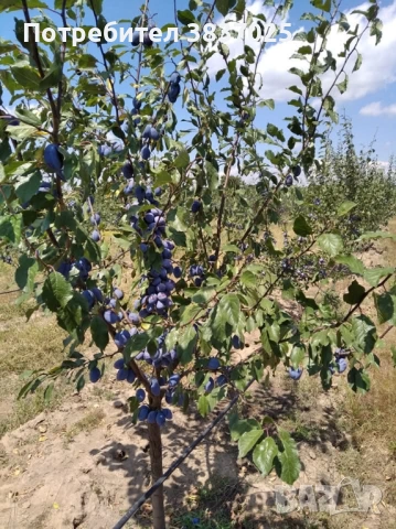 Продавам овощна градина, снимка 2 - Земеделска земя - 53276425