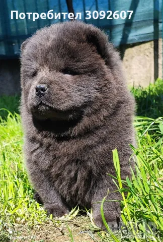 чау -чау мъжки и женски, снимка 1