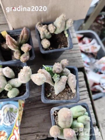 Стапелия - Налични 3 вида, снимка 4 - Разсади - 51010518