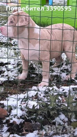 Aмериканско Були Хл 