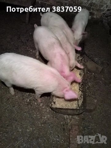 Продавам прасенца , снимка 2 - Прасета - 53104066