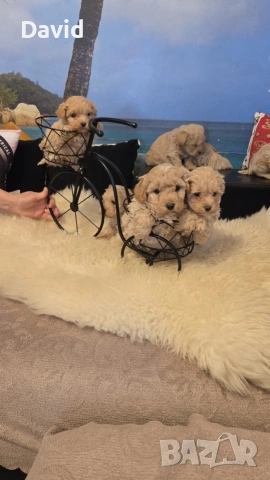 maltipoo, снимка 7 - Други - 53088253